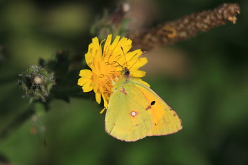 Image showing colias crocea, le soucis