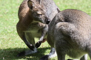 Image showing Bennett Wallaby, Kangaroo