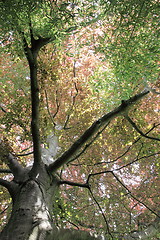 Image showing copper beech, tree-top