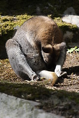 Image showing Bennett Wallaby, Kangaroo