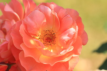 Image showing Rose garden