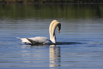 Image showing Mating swans