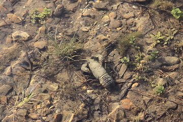 Image showing crayfish in its natural environment, in water