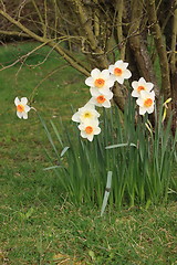 Image showing daffodil,  narcissus, jonquille, narcisse