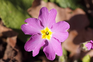 Image showing primula