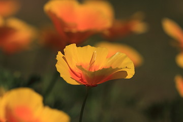 Image showing Eschscholtzia of California, california poppy