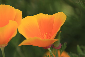 Image showing Eschscholtzia of California, california poppy