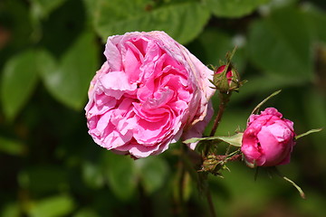 Image showing Rose garden