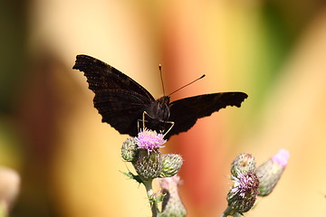 Image showing Butterfly inachis, Paon du jour, peacock