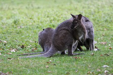 Image showing Bennett Wallaby, Kangaroo