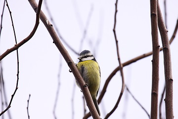 Image showing Blue tit