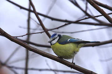 Image showing Blue tit
