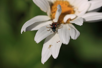 Image showing stenopterus rufus (linnaeus)