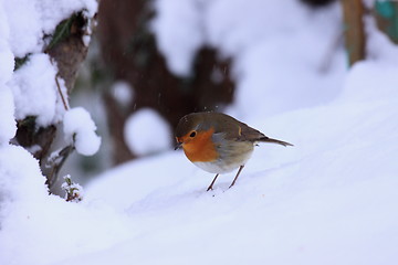 Image showing robin in the snow