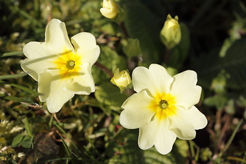 Image showing primula