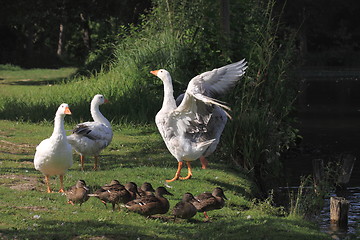 Image showing white geeses and ducks