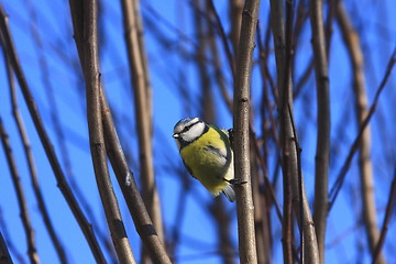 Image showing Blue tit