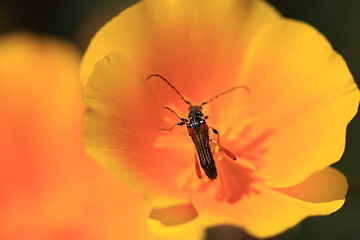 Image showing stenopterus rufus (linnaeus)