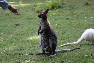 Image showing Bennett Wallaby, Kangaroo