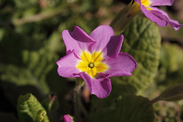 Image showing primula