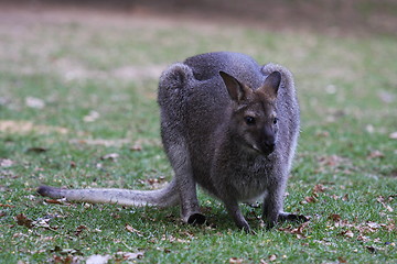 Image showing Bennett Wallaby, Kangaroo