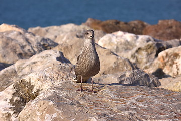 Image showing Young Gull, seagull