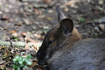 Image showing Bennett Wallaby, Kangaroo