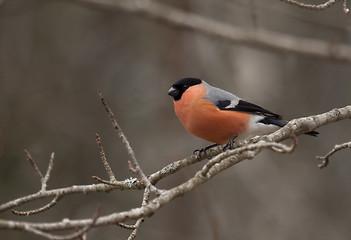 Image showing male bullfinch