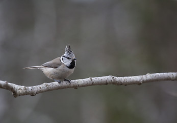 Image showing crested tit