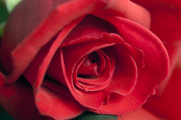 Image showing Red Rose