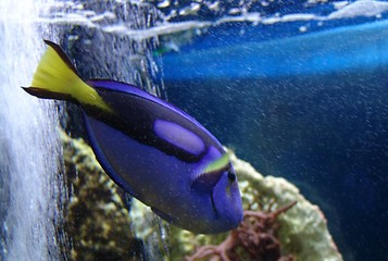 Image showing blue and yellow marine fish