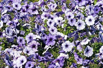 Image showing Flower background