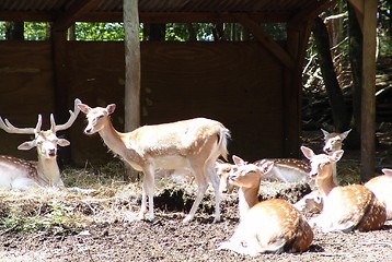 Image showing group of deer in chester zoo