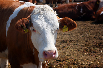 Image showing Portrait of cow