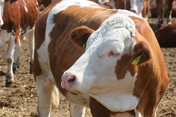 Image showing Portrait of cow