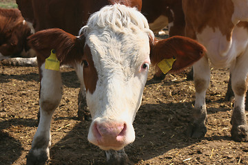 Image showing Portrait of cow