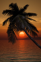 Image showing palm tree sunset