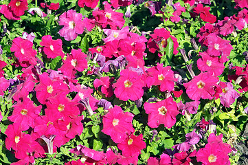 Image showing Flower background