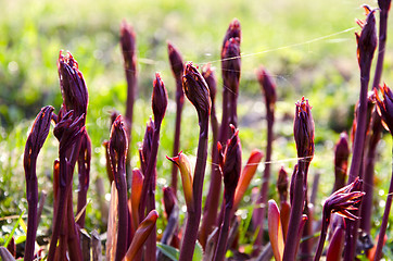 Image showing Burgeoning red plant stems with cobwebs in spring 