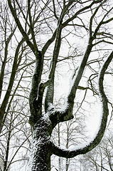 Image showing Snow covered mapple tree trunk in winter 