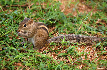Image showing Striped Palm Squirrel