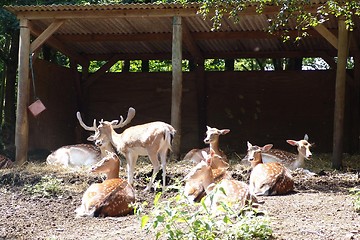 Image showing group of deer 2 in chester zoo