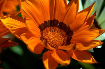 Image showing Gaillardia