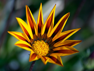 Image showing Gaillardia