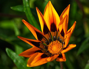 Image showing Gaillardia