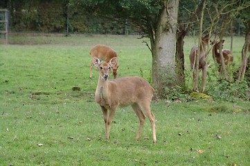 Image showing deer  in chester zoo