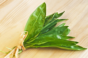 Image showing wild garlic