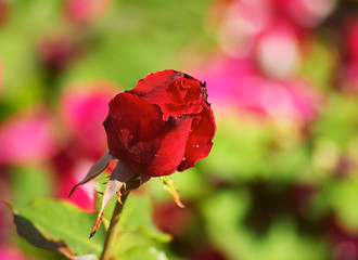 Image showing Red rose bud