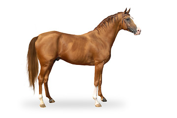 Image showing Red warmbllood horse isolated on white