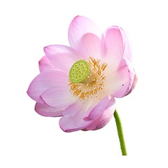 Image showing Isolated Lotus on the stem